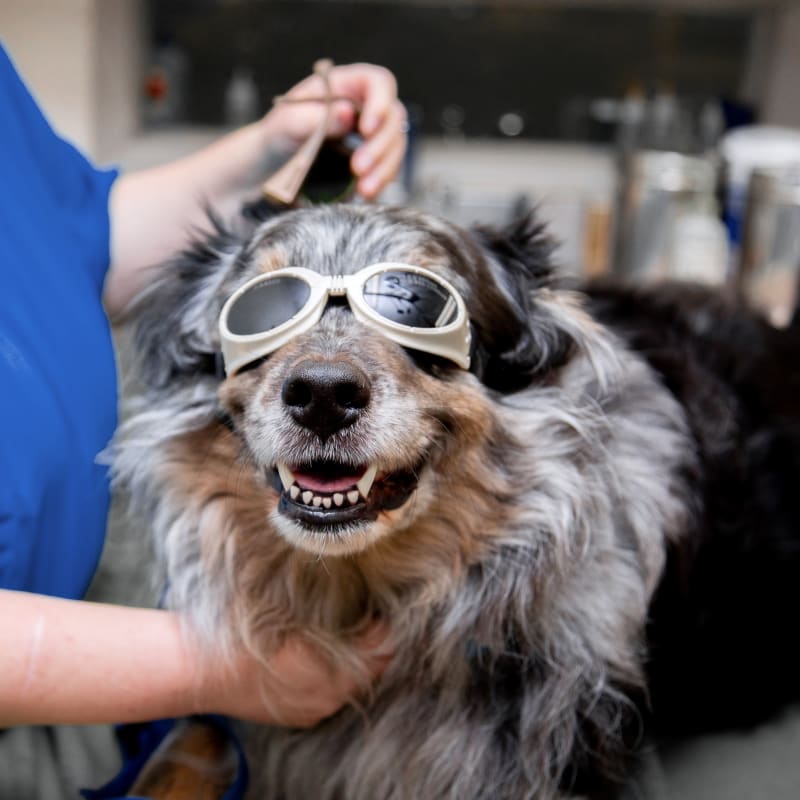 Cold Laser Therapy for Dogs at North Madison Animal Hospital