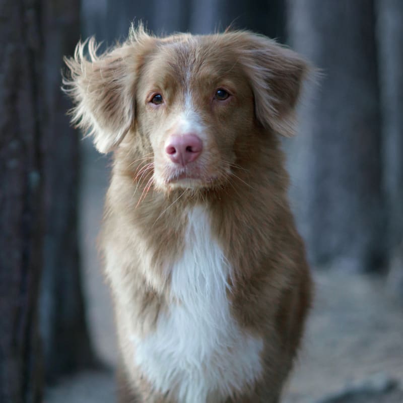 Medical Pet Boarding in Jackson