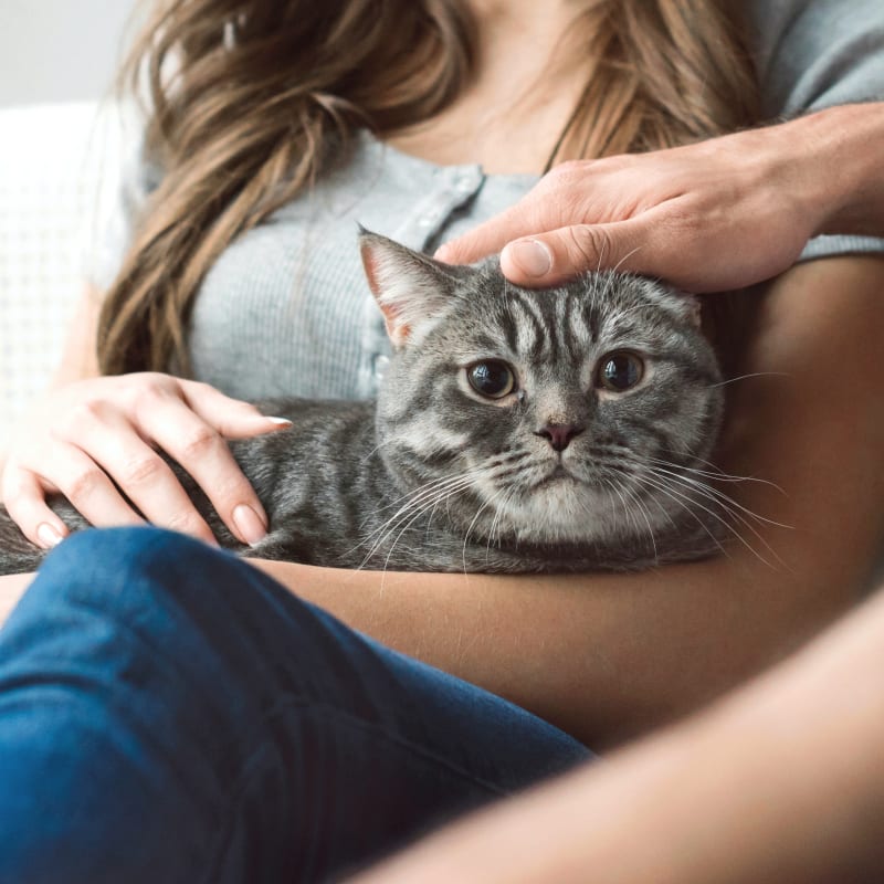 Cat Dermatology Checkup at Jackson Veterinarian