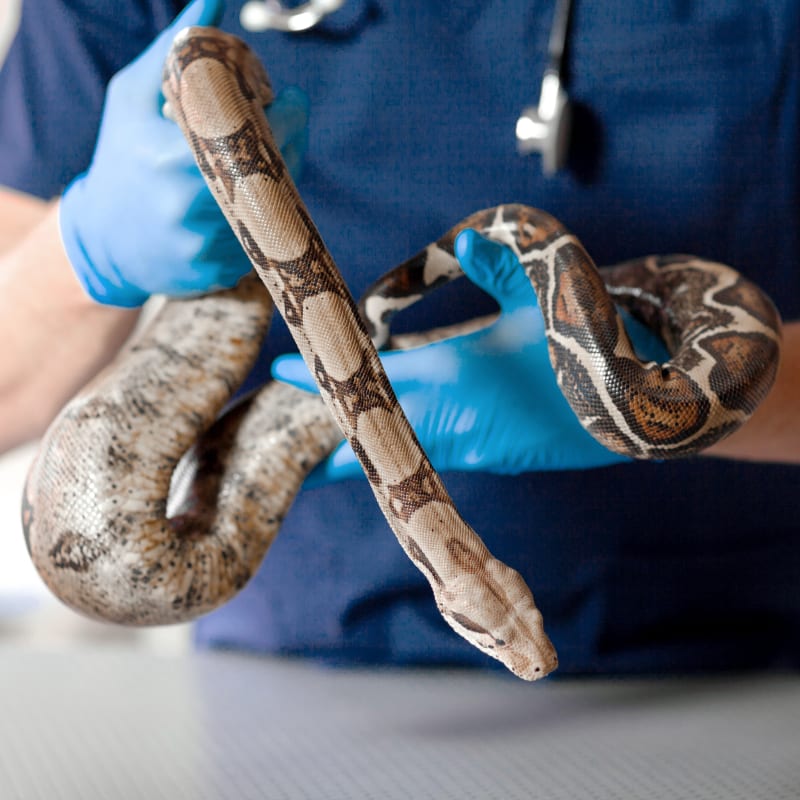 Avian And Exotic Veterinary Care In Jackson TN Avian Vets Avian And Exotic Veterinary Care In Jackson TN Avian Vets