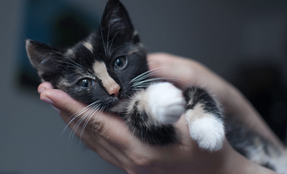 Companion Animal Veterinary Services