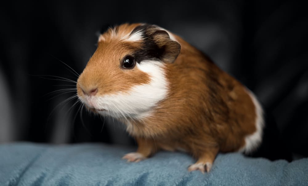 Avian and Exotic Pet Services, Jackson Vets