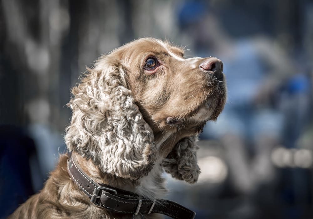 Welcome to Our Jackson Animal Hospital