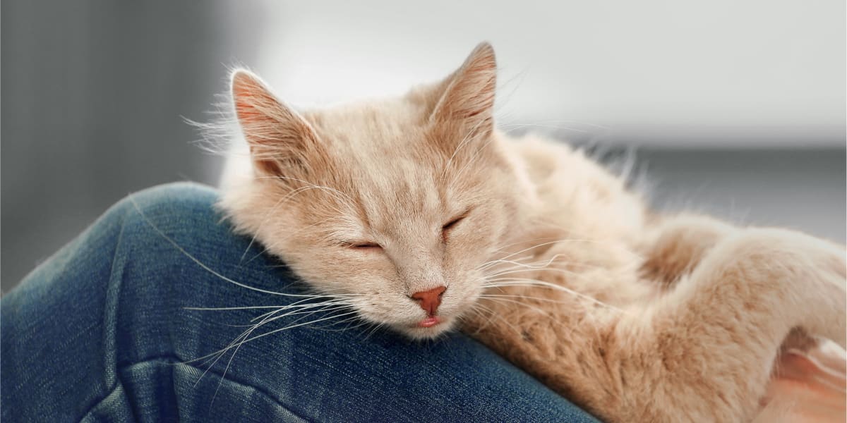 Welcome to North Madison Animal Hospital