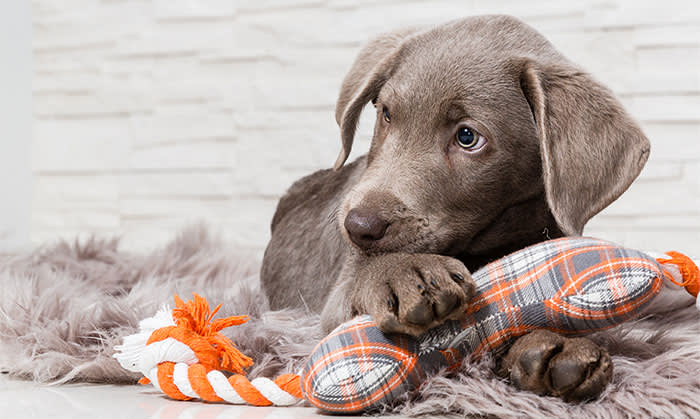 Puppies, North Madison Animal Hospital