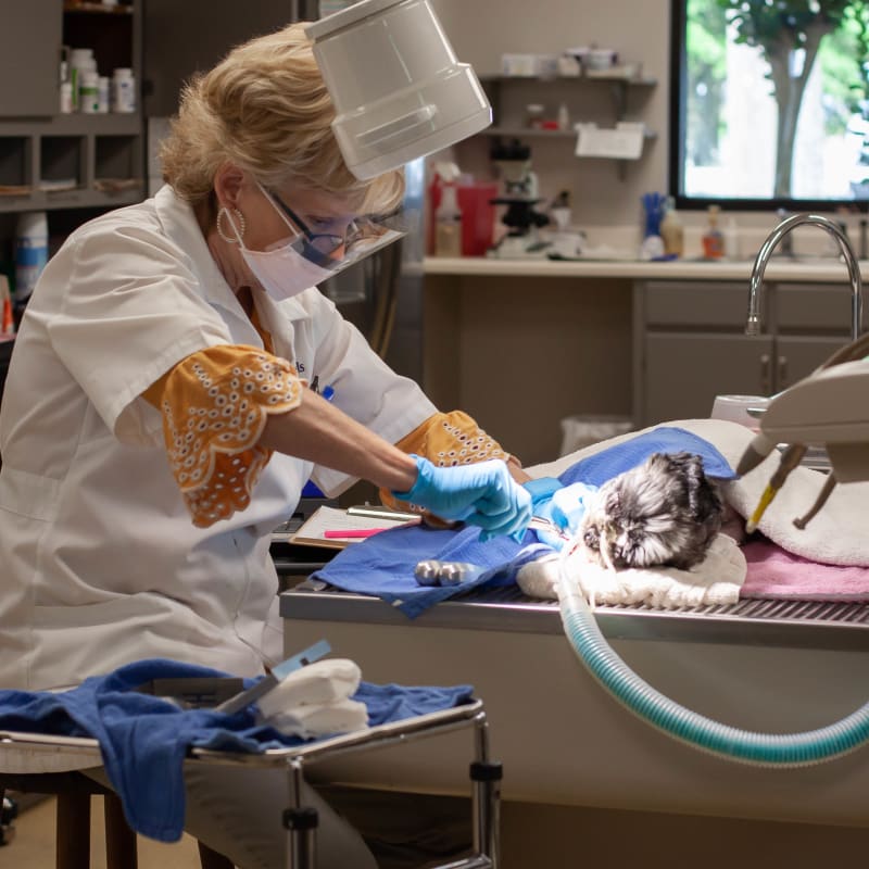 Veterinary Surgery for Cats & Dogs in Jackson