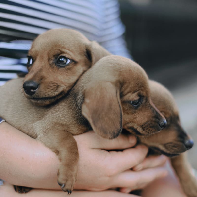 Puppies & Kittens Veterinary Care in Jackson
